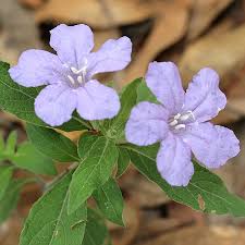 Ruellia Caroliniensis "Wild Petunia"