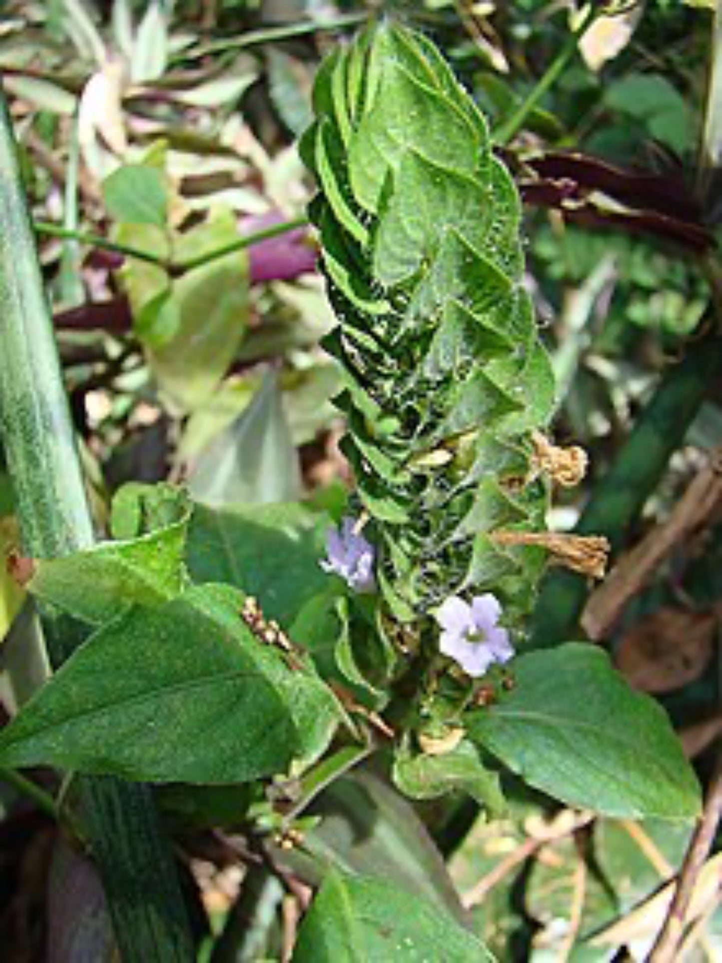 ruellia blechum brownie is the host plant for malachite butterfly