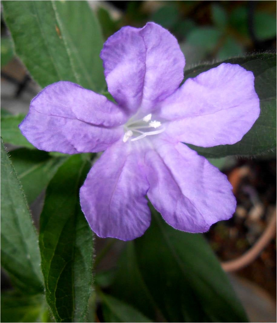 Ruellia Caroliniensis " Florida Wild Petunia"