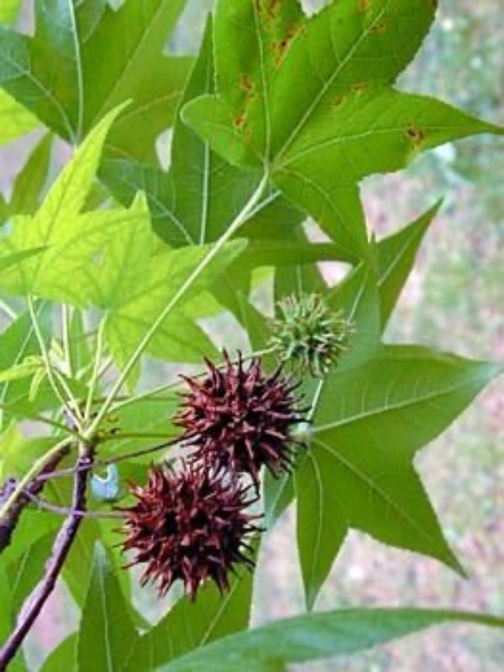 Sweetgum tree leaf is host plant for luna moth