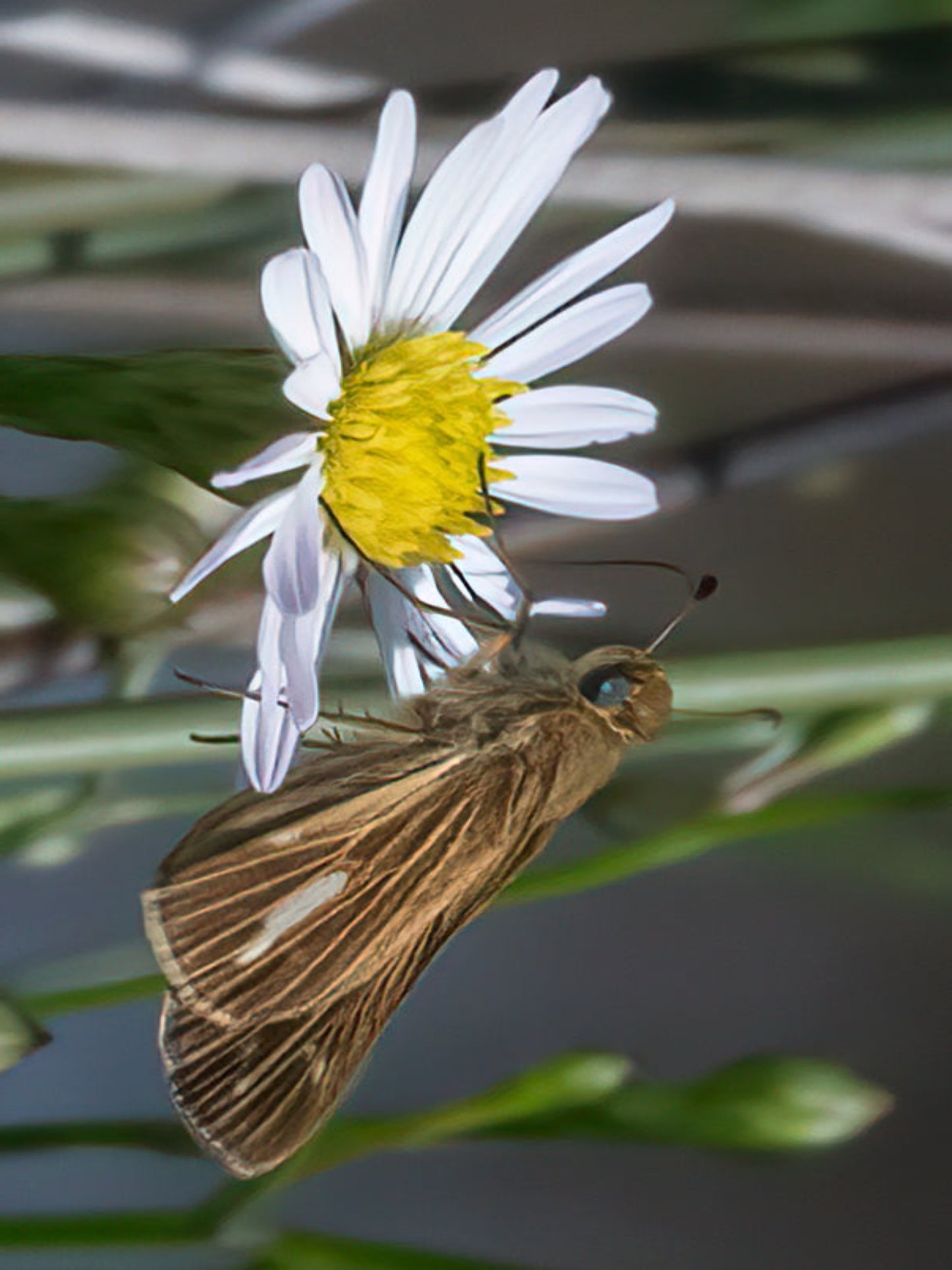 salt marsh skipper butterfly uses big cordgrass as host plant