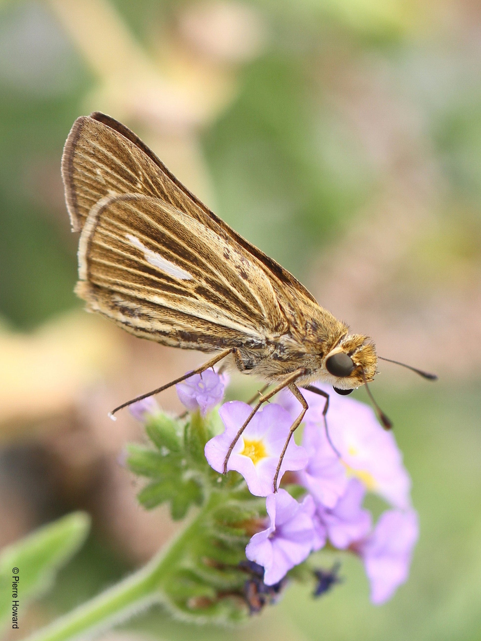 Saltmarsh Skipper butterfly uses salt meadow cordgrass as host plant
