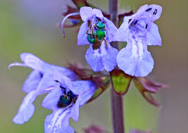 Salvia Lyrata "Lyreleaf Sage"