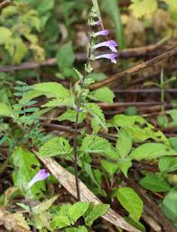 Scutellaria Spp. "Skullcap"