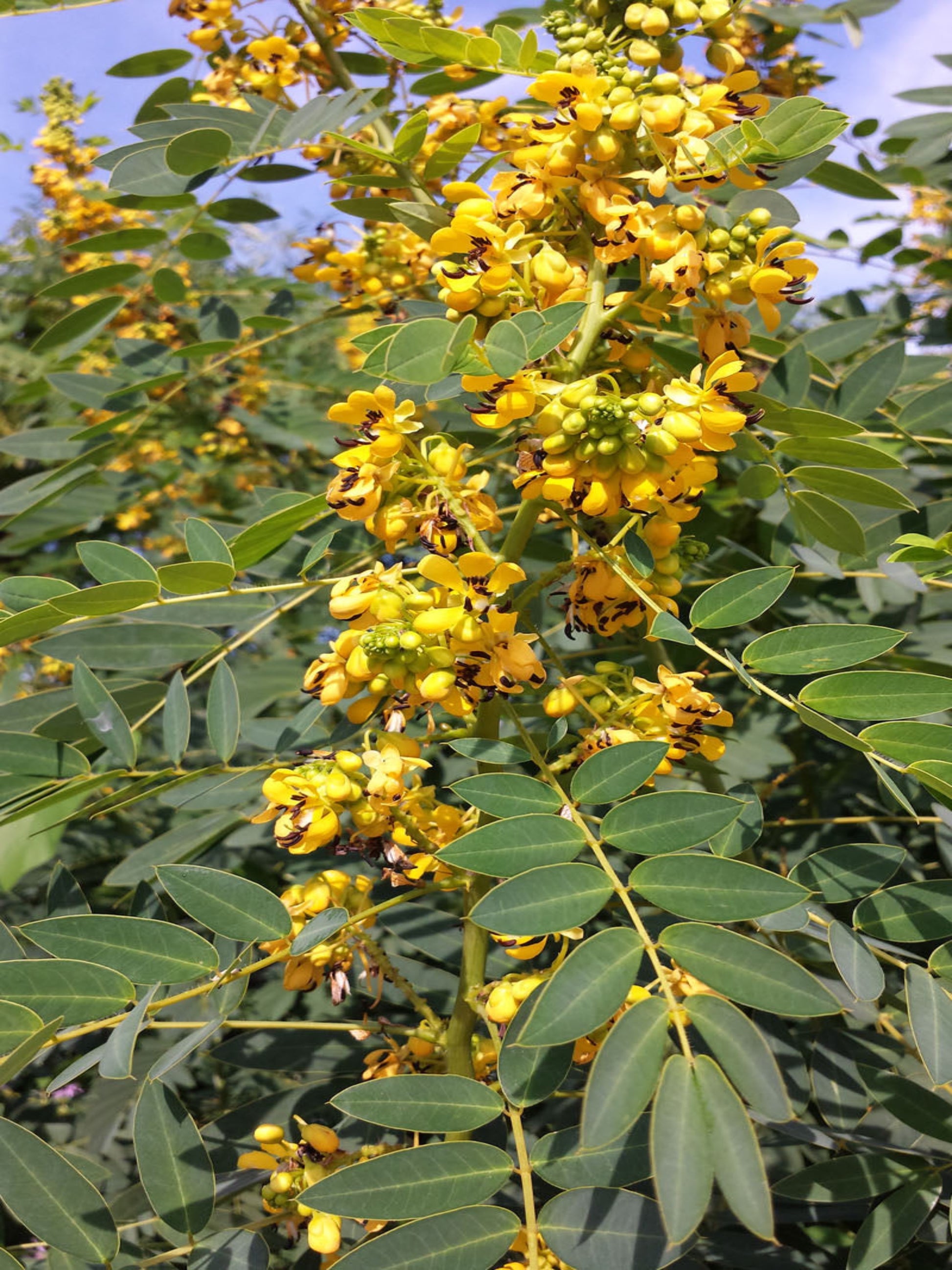 Senna marilandica is a host plant for sulphur butterfly