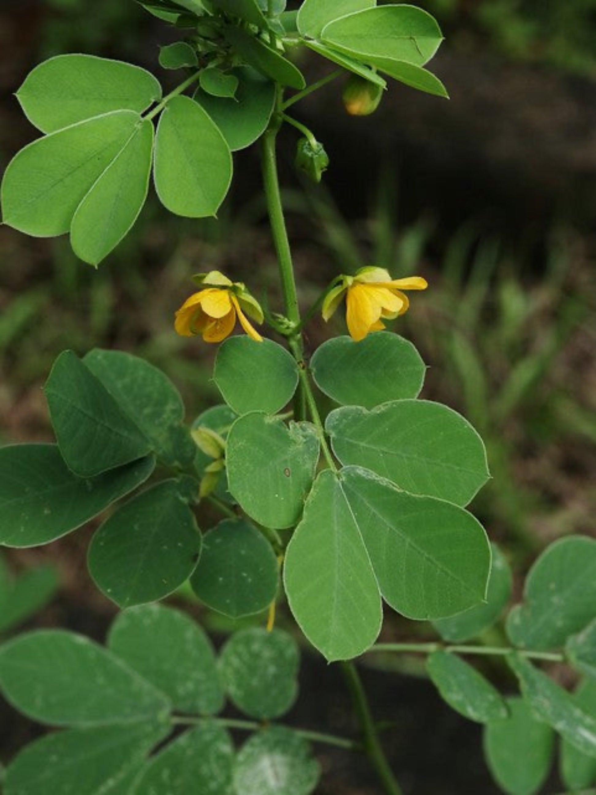 Senna obtusifolia " sickle pod" is the host plant for sulphur butterfly