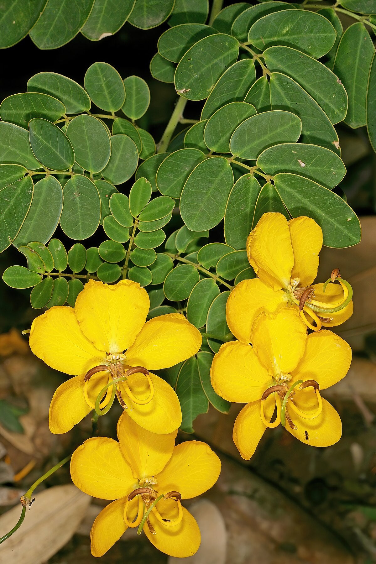 Senna Pendula " Christmas Senna"