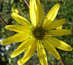Silphium Asteriscus "Native Star Rosinweed"