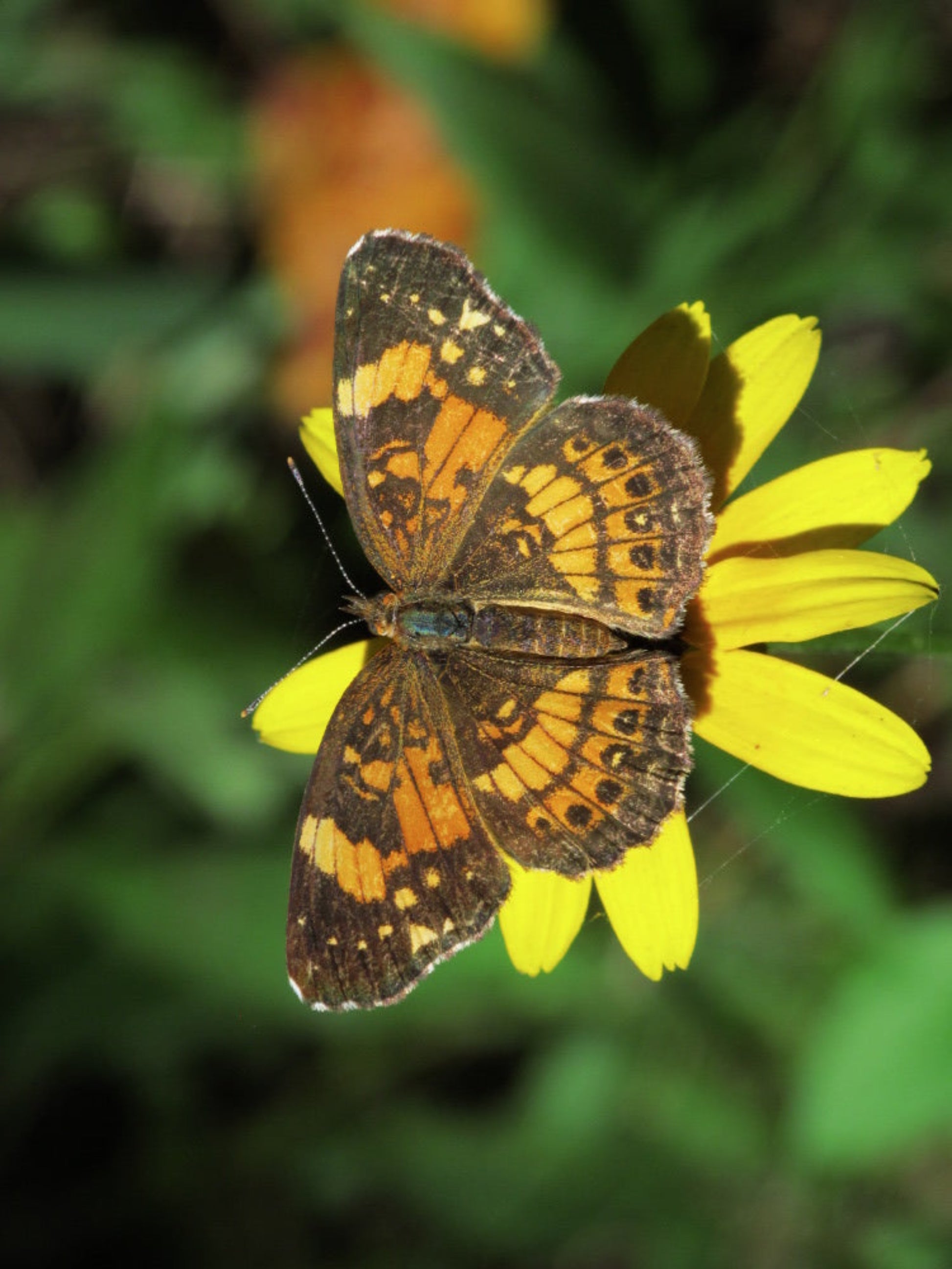 silvery checkerspot butterfly  uses rudbeckia mollie as host plant