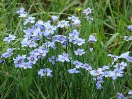 Sisyrinchium Angustifolium  "Blue-Eyed Grass"