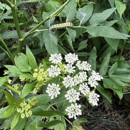 Sium Suave host plant for black swallowtail butterfly