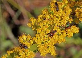 Solidago Sempervirens  "Seaside Goldenrod"