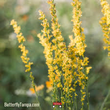 Solidago Stricta "Slender Goldenrod"