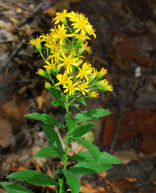 Solidago Petiolaris "Downy Raged Goldenrod"