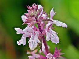 Stachys floridana "Florida Betony"
