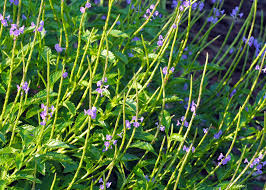 Stachytarpheta Jamaicensis  "Blue Porterweed"