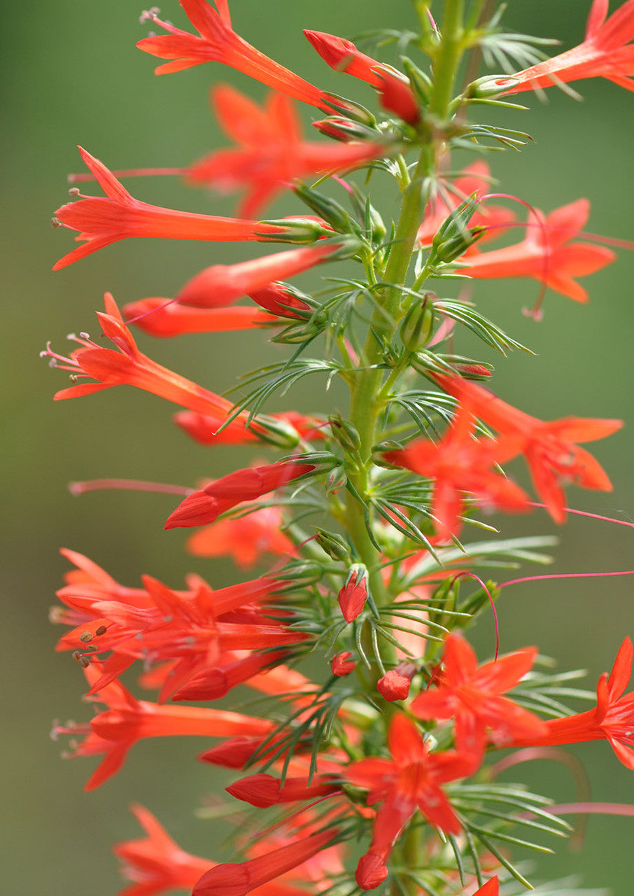 Ipomea Rubra "Standing Cypress"