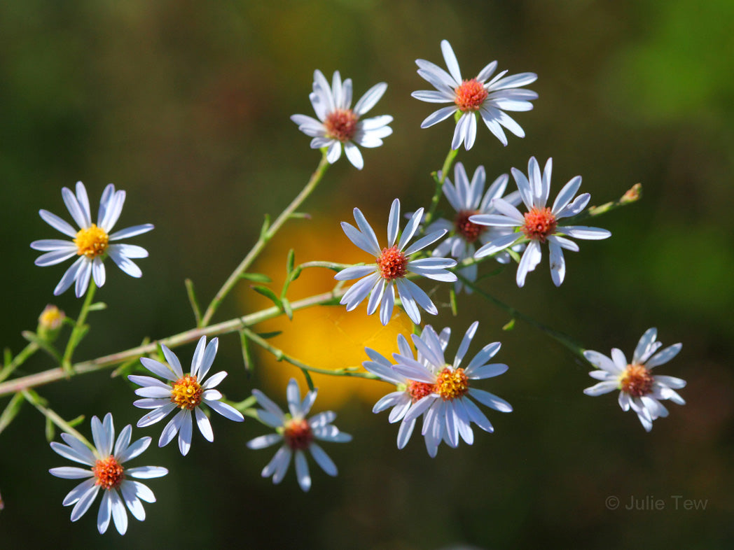 Symphyotrichum Elliottii "Elliot's Aster"
