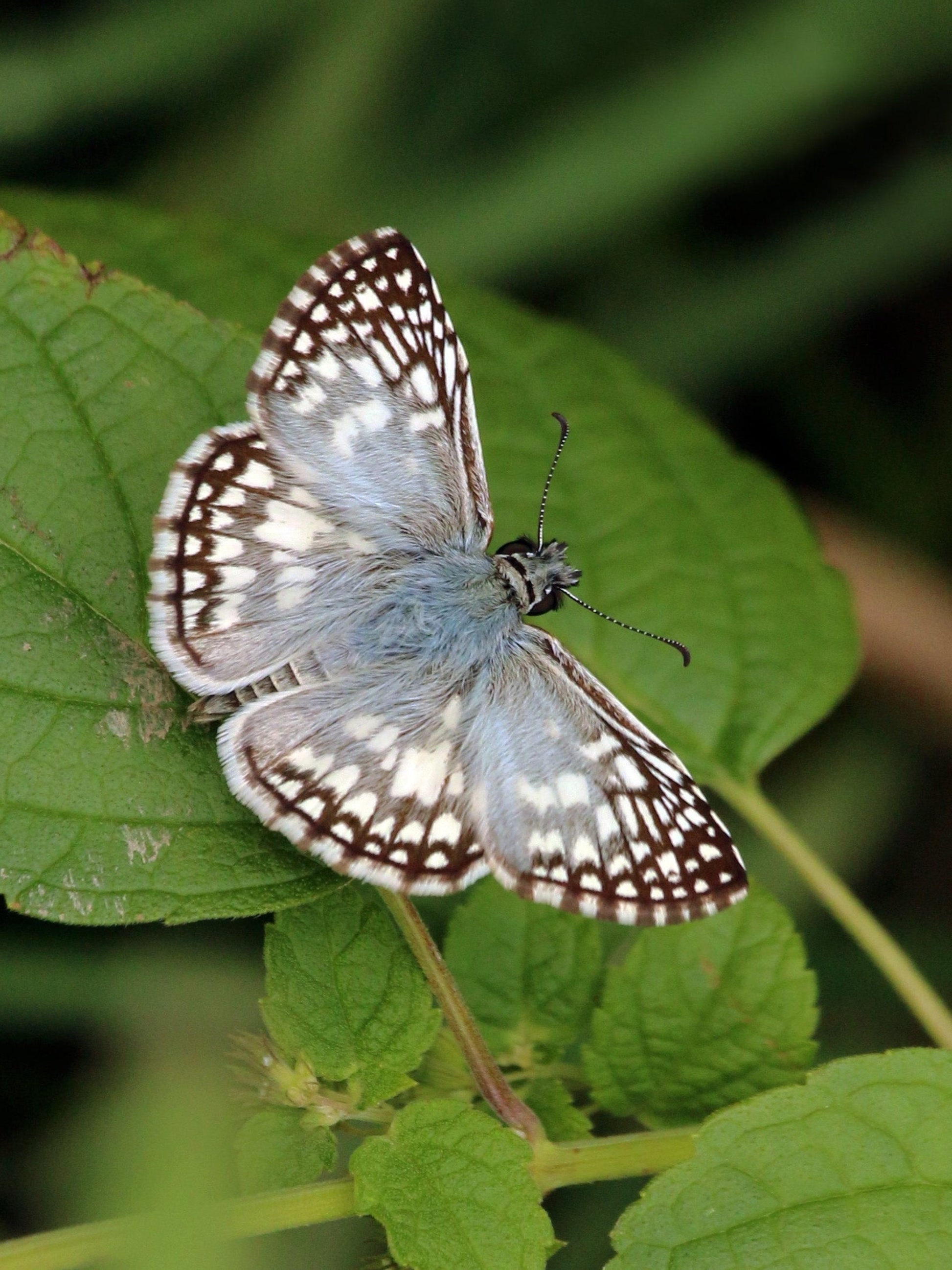 tropical checkered shipper butterfly on a green leaf