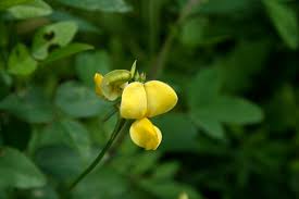 Vigna Luteola "Cowpea"