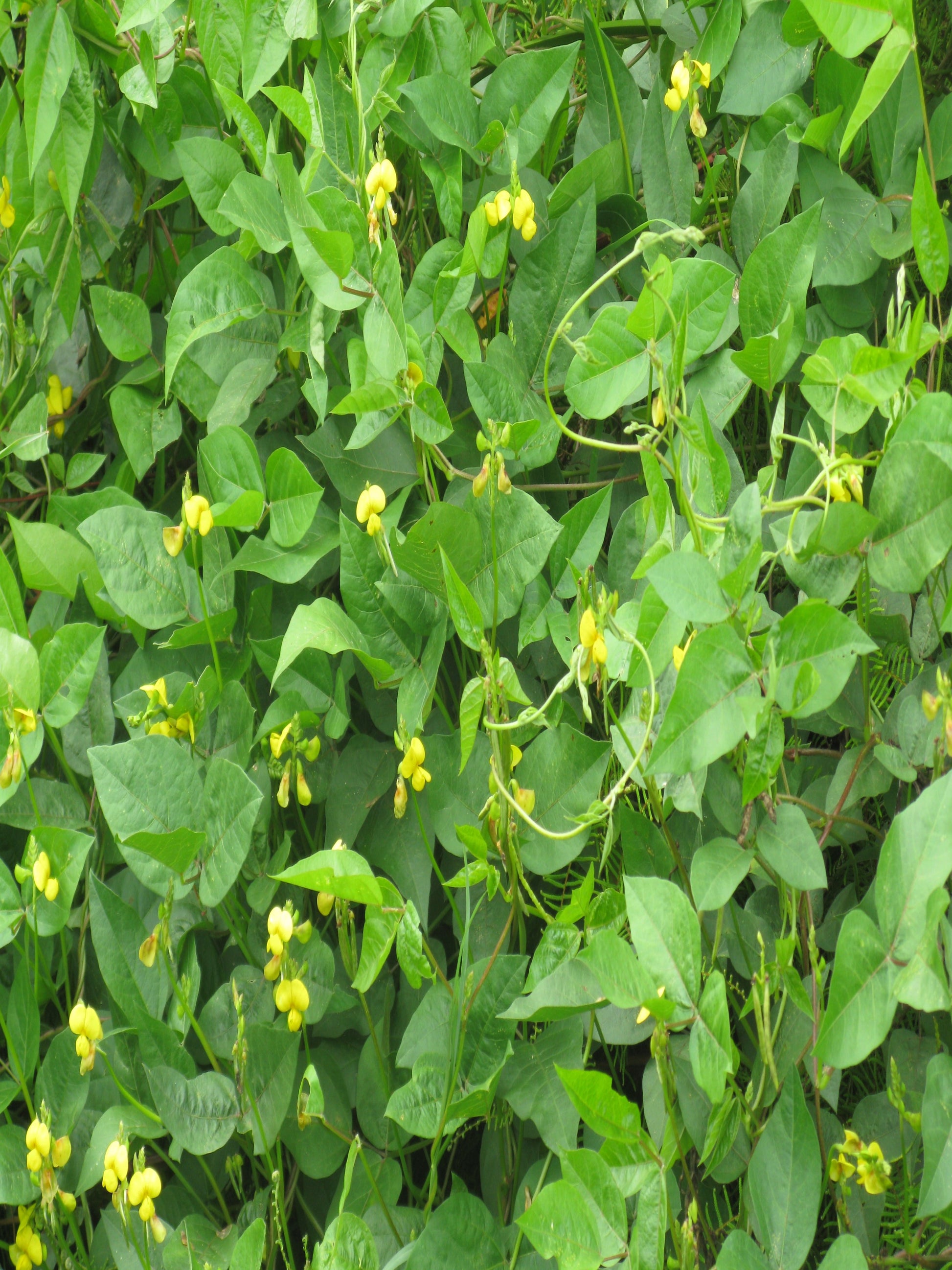 Vigna luteola full blooming with yellow flowers