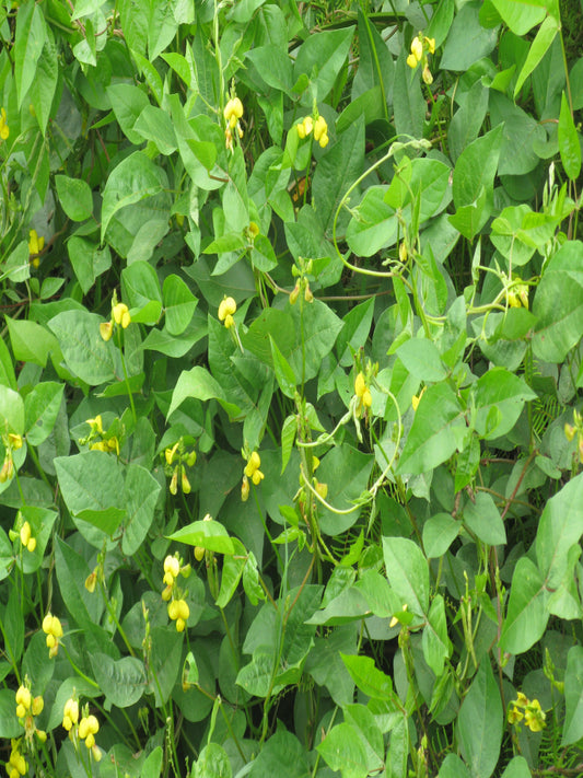 Vigna luteola full blooming with yellow flowers