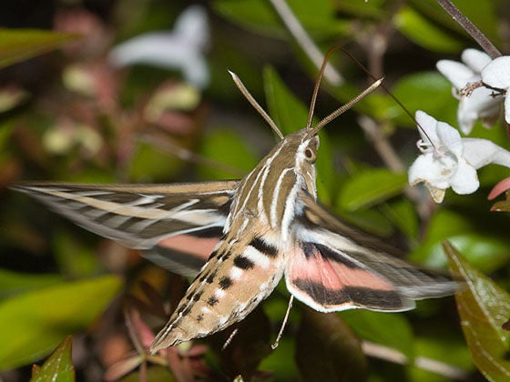 White lined sphinx on white camint flower