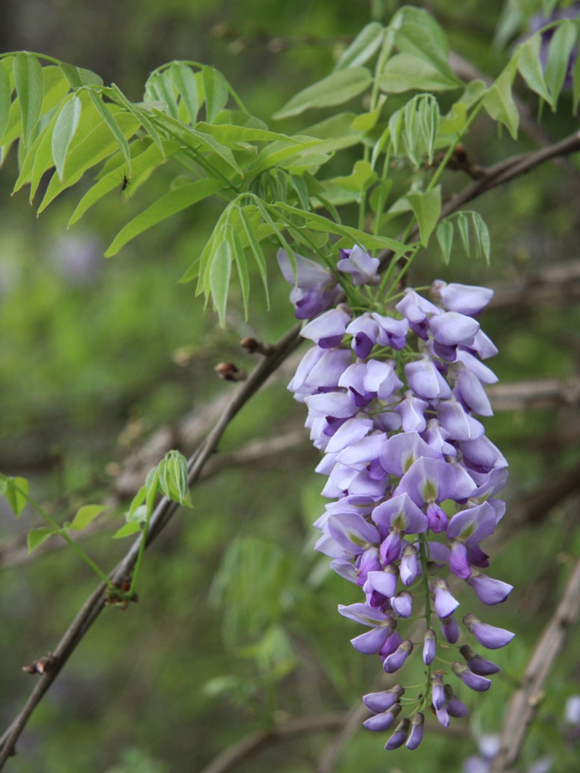 American Wisteria host plant @ Eden of Wings Nursery, FL