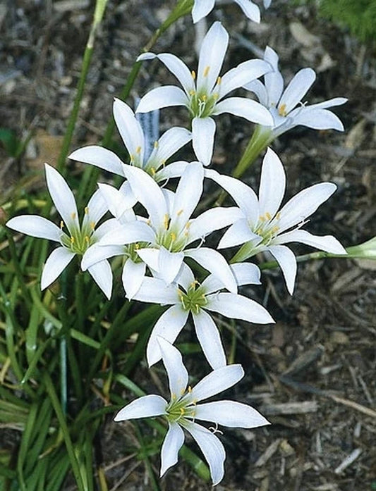 Zephyranthes Atamasca "Rain Lily"