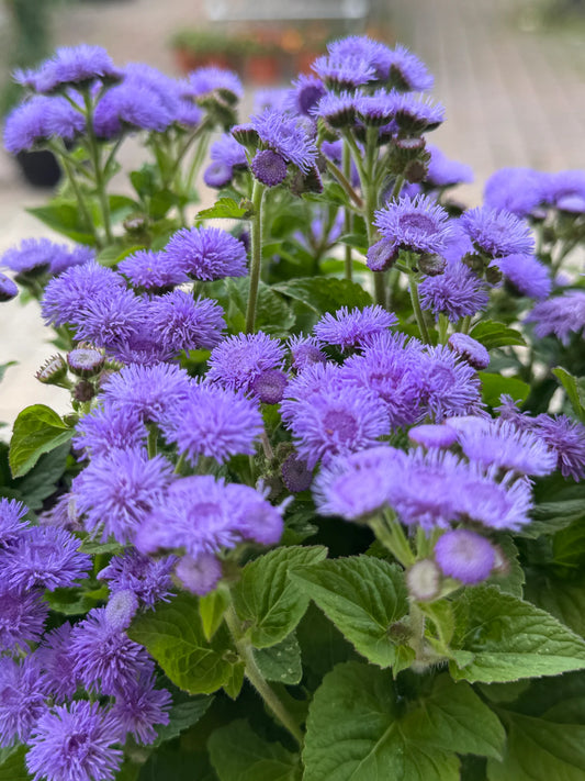 Ageratum Maritimum "Seaside Ageratum"