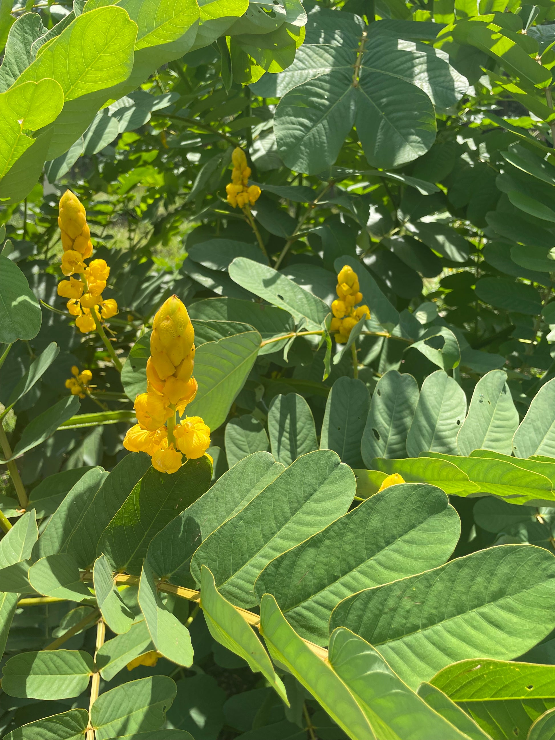 Senna alata leaf is the best host plant for orange sulphur butterfly