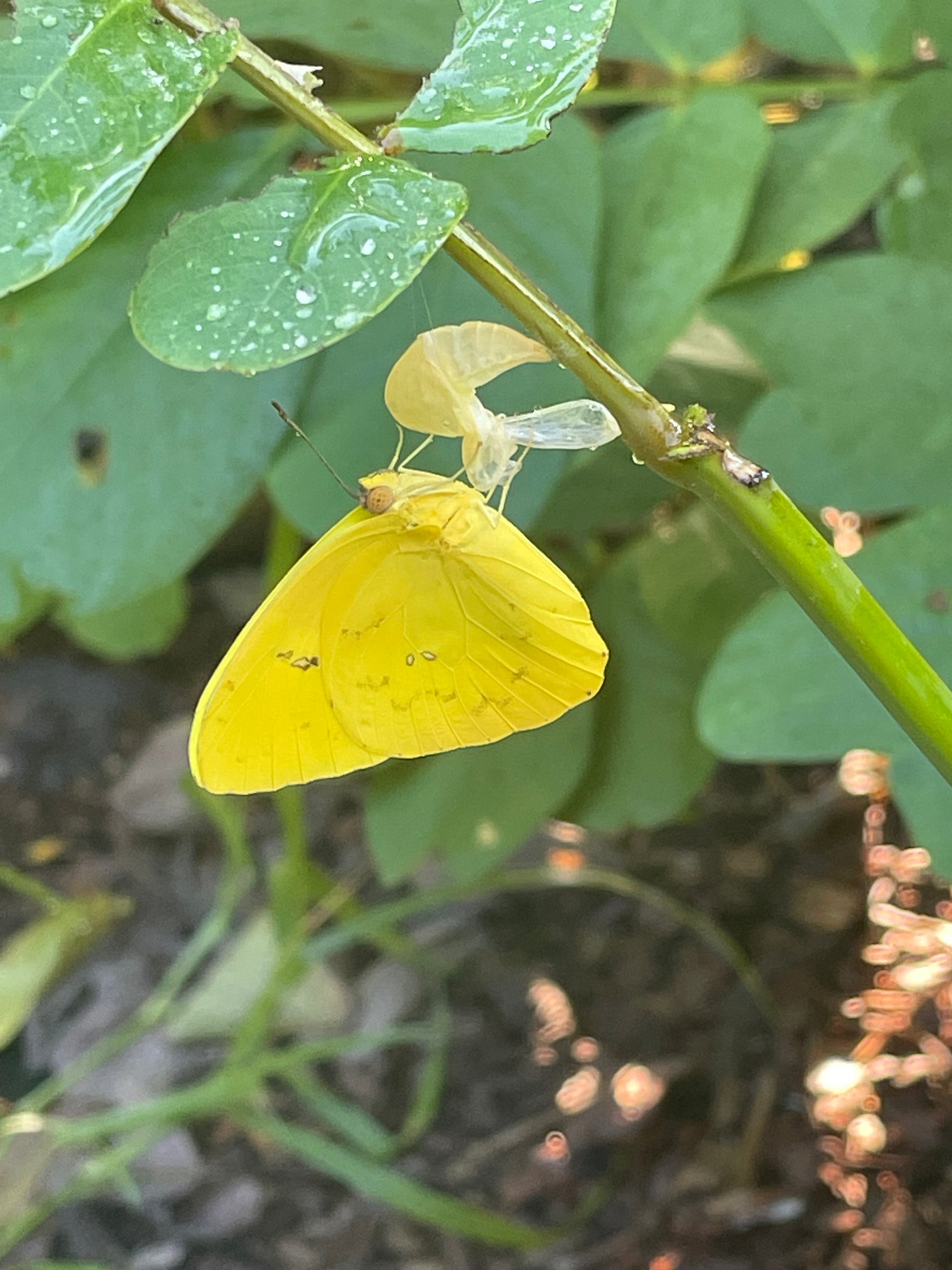 Senna plata host plant for sulphur butterfly