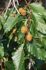 Fagus Grandifolia "American Beech"