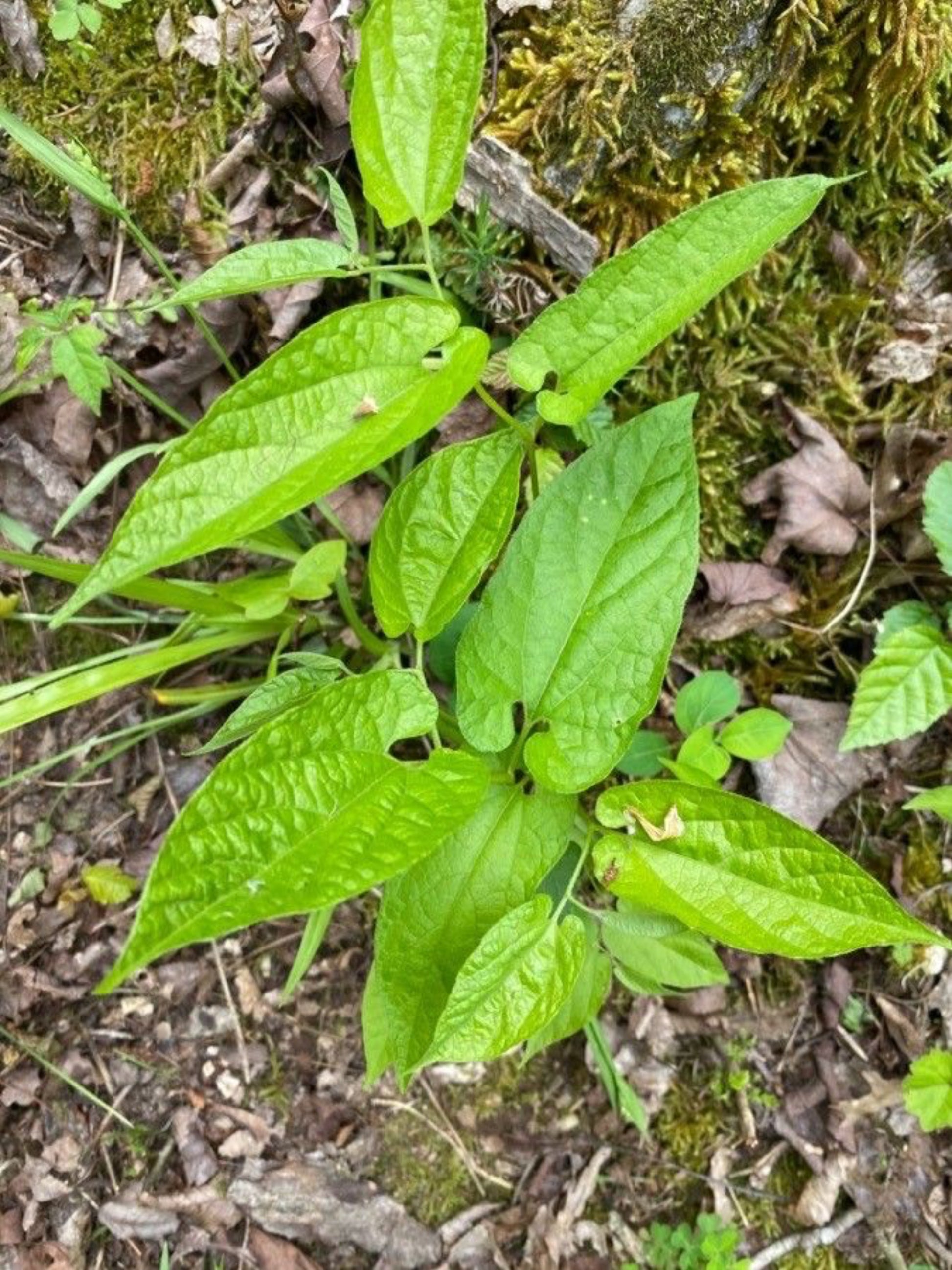 buy virginia snake root plants Virginia Snakeroot Host Plants @ Eden of Wings Nursery, FL