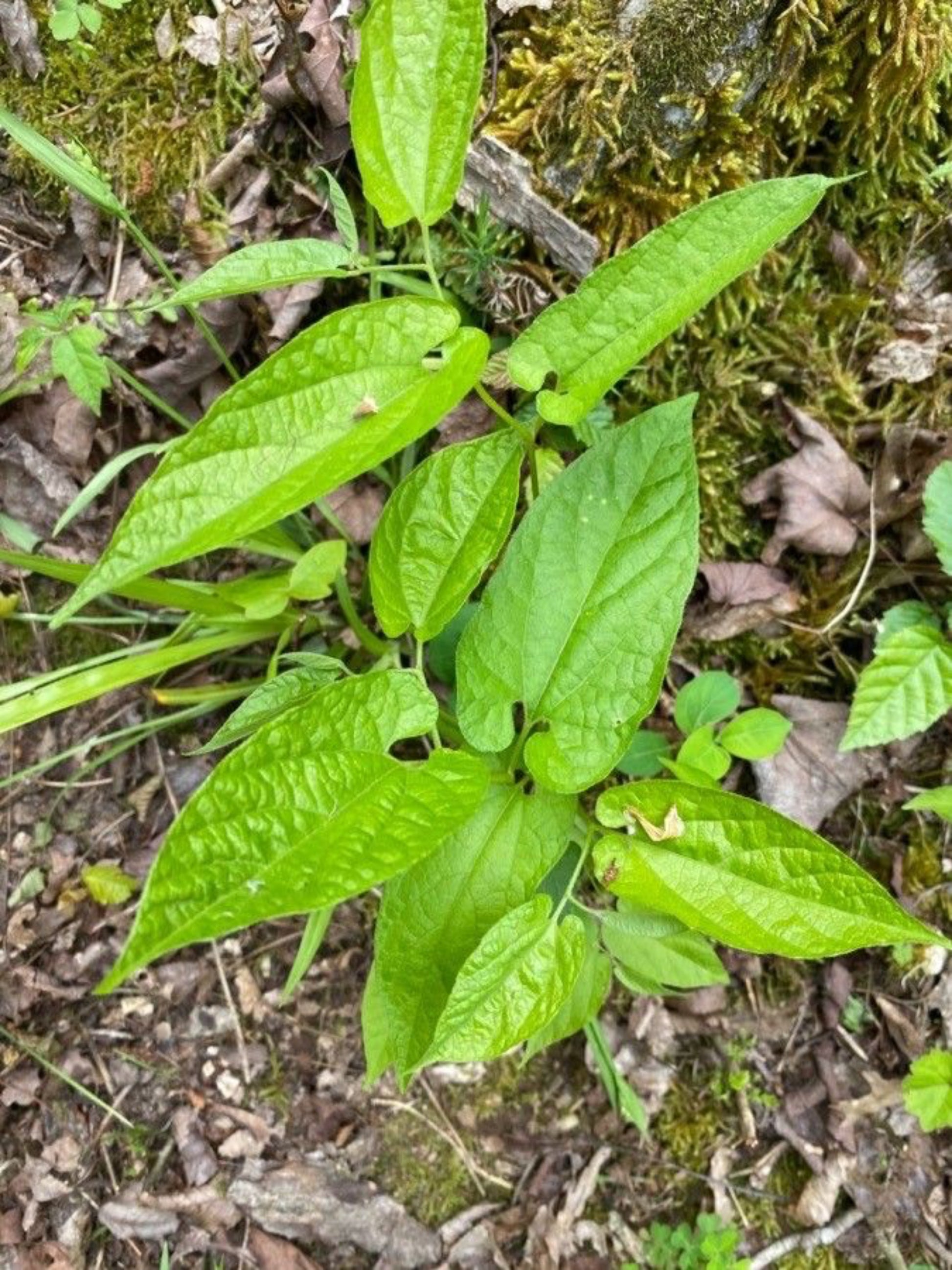 aristolochia serpentario " virginia snakeroot" host plant for pipevine and polydamas swallowtail