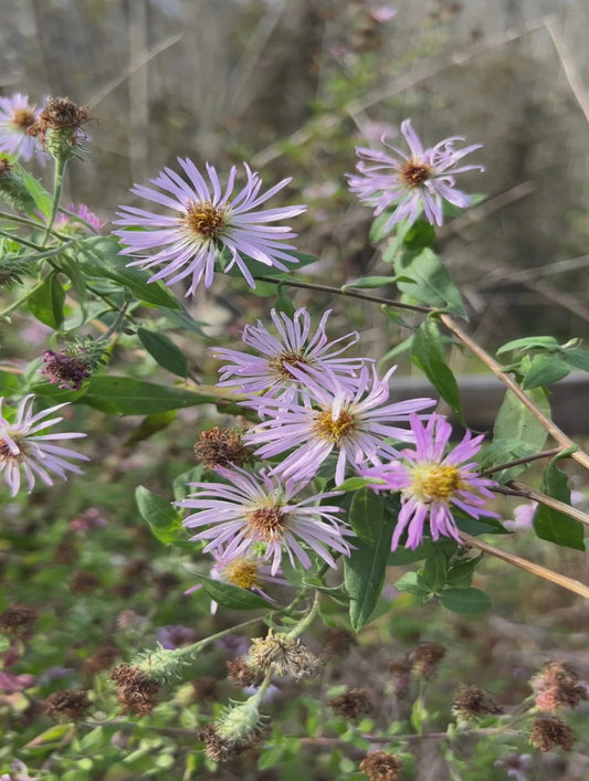 Climbing Aster is the host plant for Pearl  Crescent butterfly