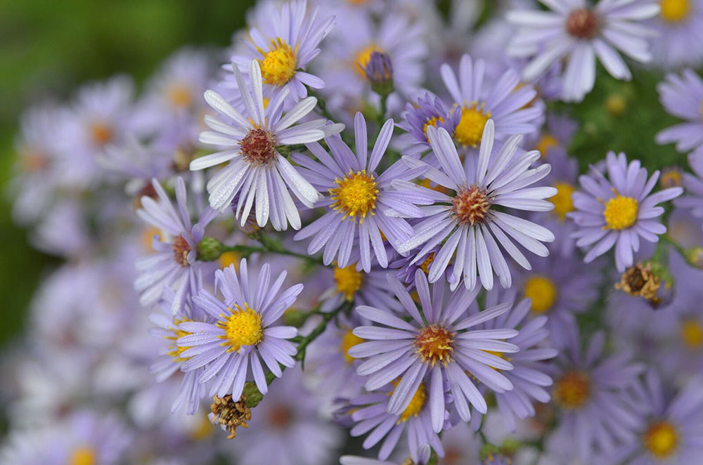 Symphyotrichum Laeve "Smooth Aster"