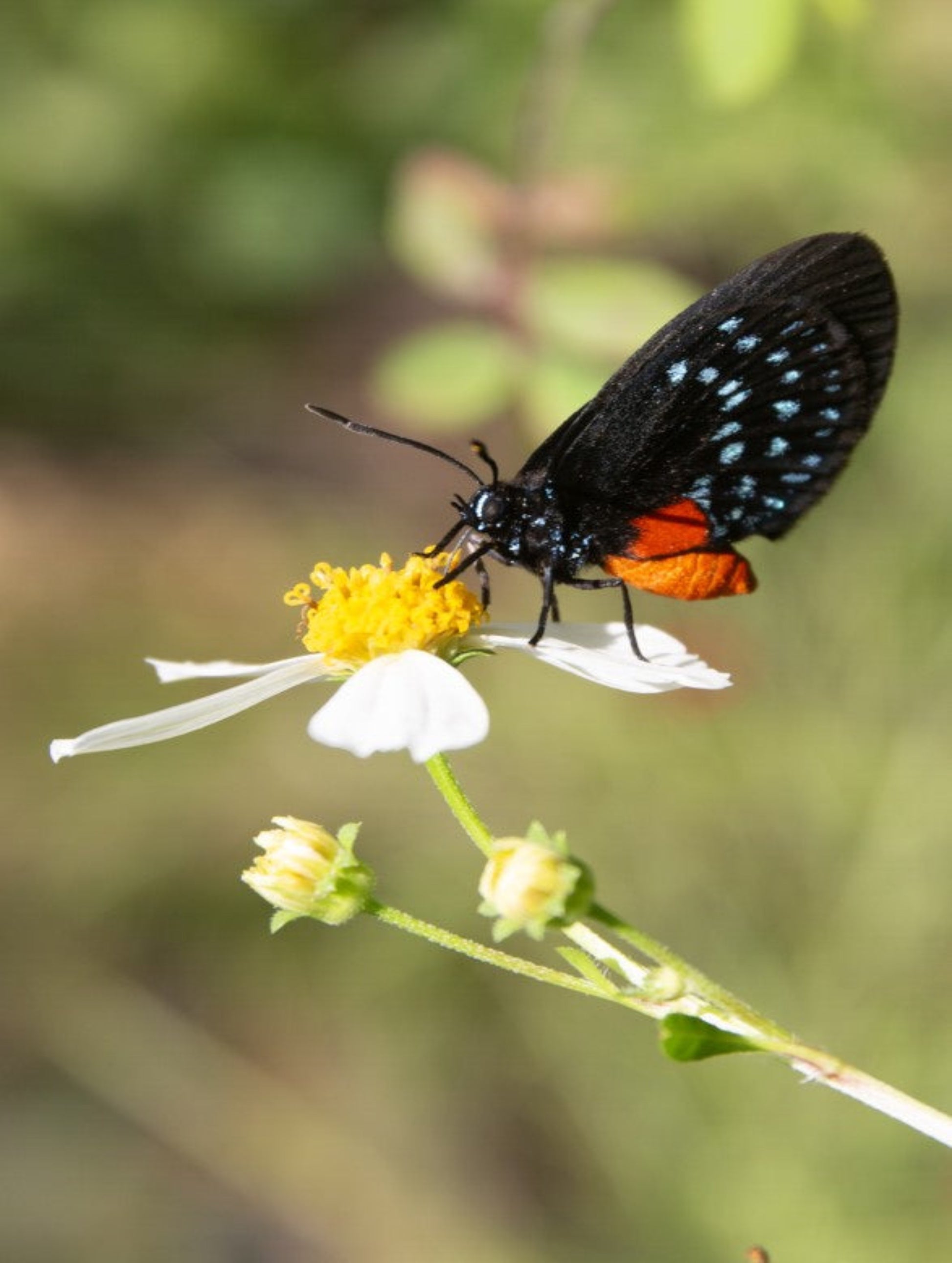 atala butterfly uses the coontie plant as host plant
