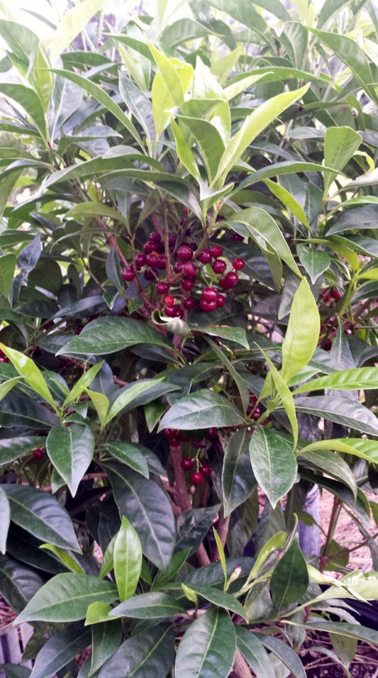 Psychotria Ligustrifolia " Bahama Coffee plant"