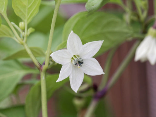 Pequin Pepper "Bird Pepper"