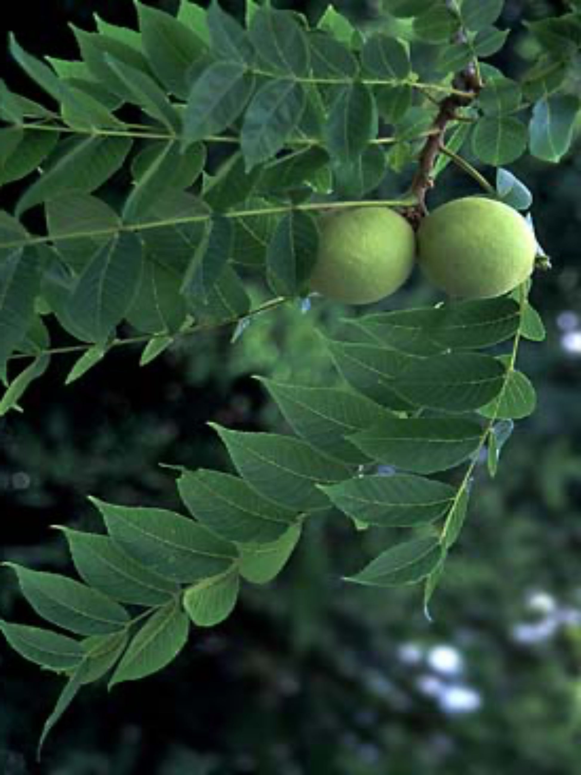 juglans  nigra " black walnut" host plant of luna moth