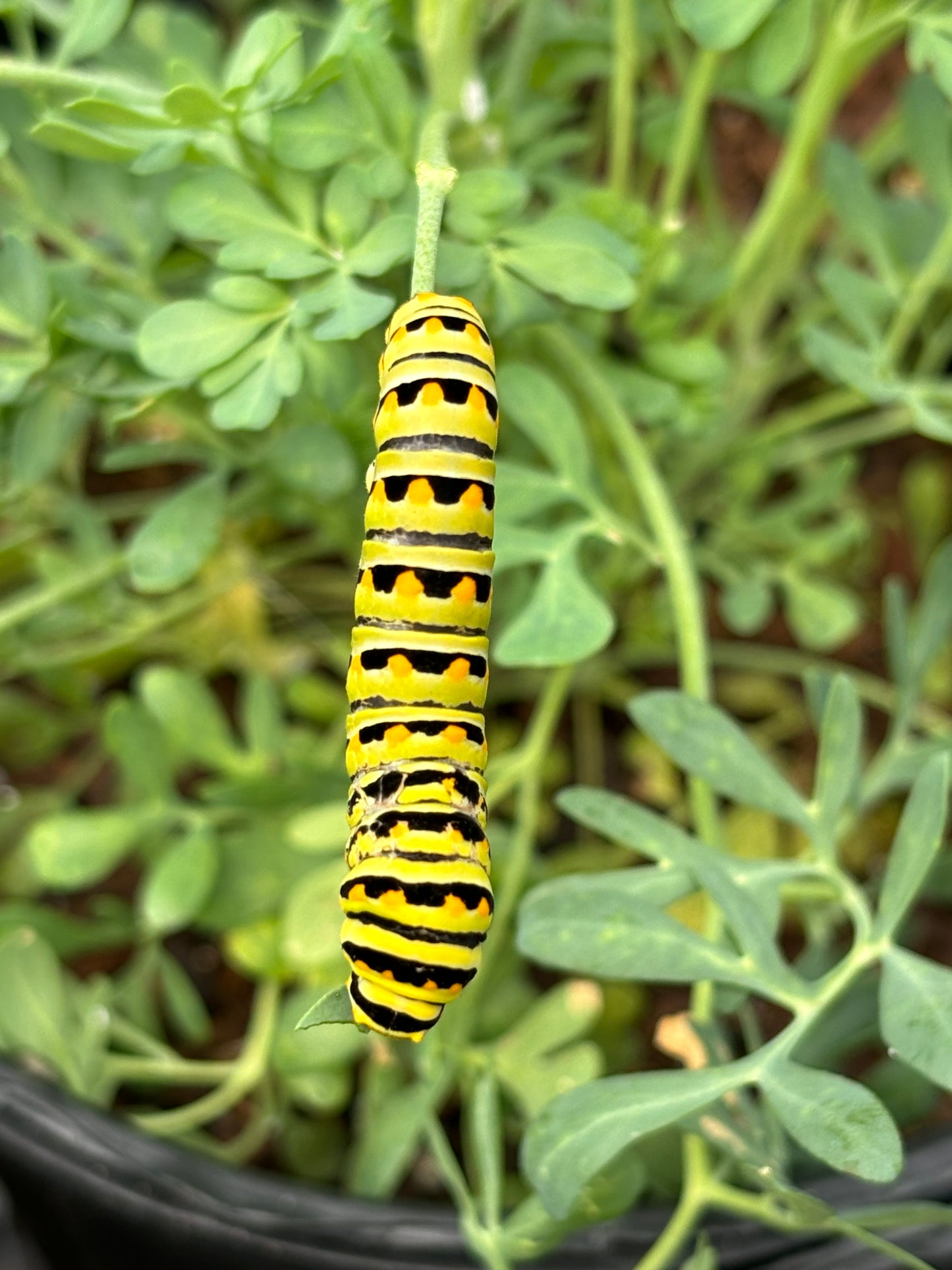 black swallowtail caterpillar uses rue as a host plant