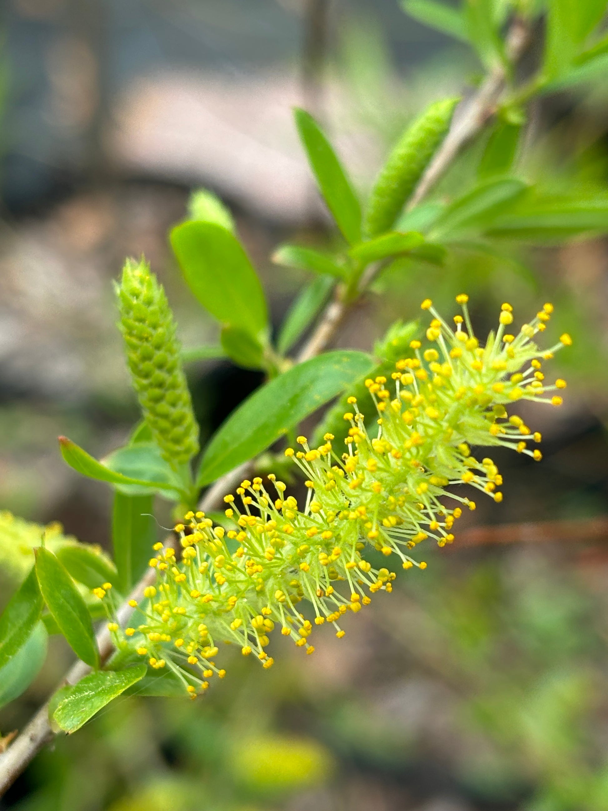 black willow flower is uses as a host plant for viceroy butterfly