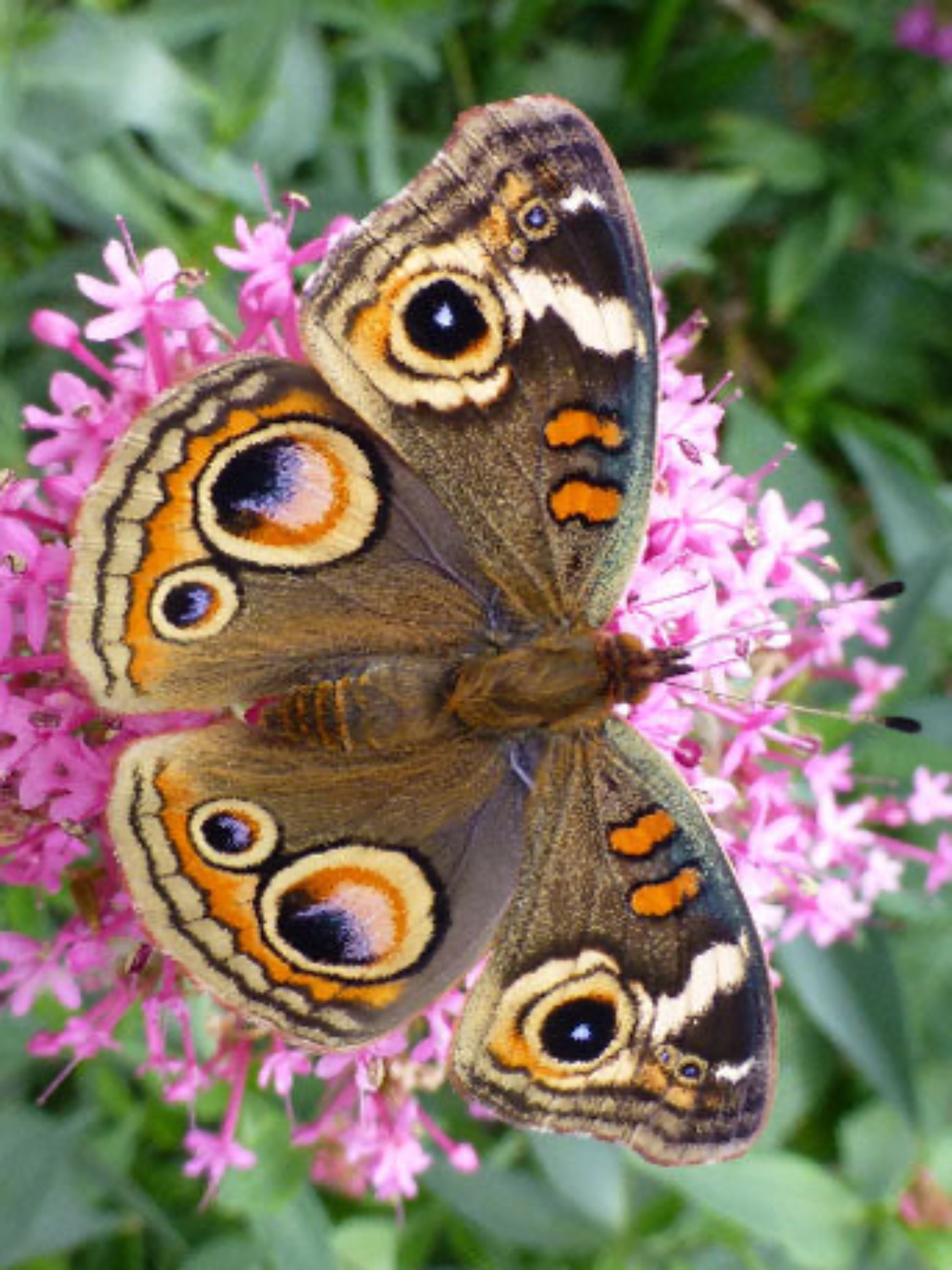 Buckeye butterfly on his host plant dyschoriste humistrata " swamp twinflower"