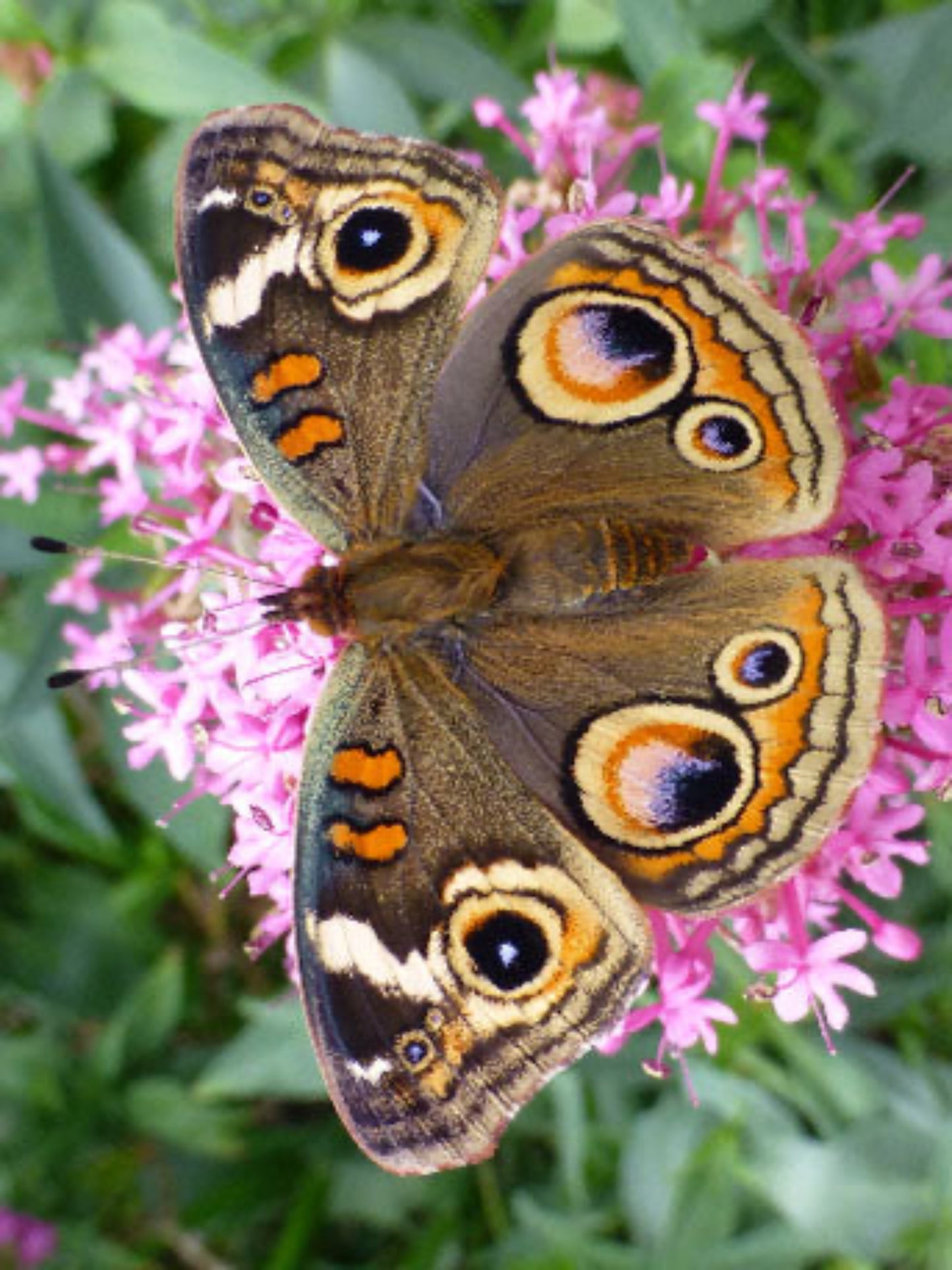 buckeyes butterfly uses wild petunia as a host plant