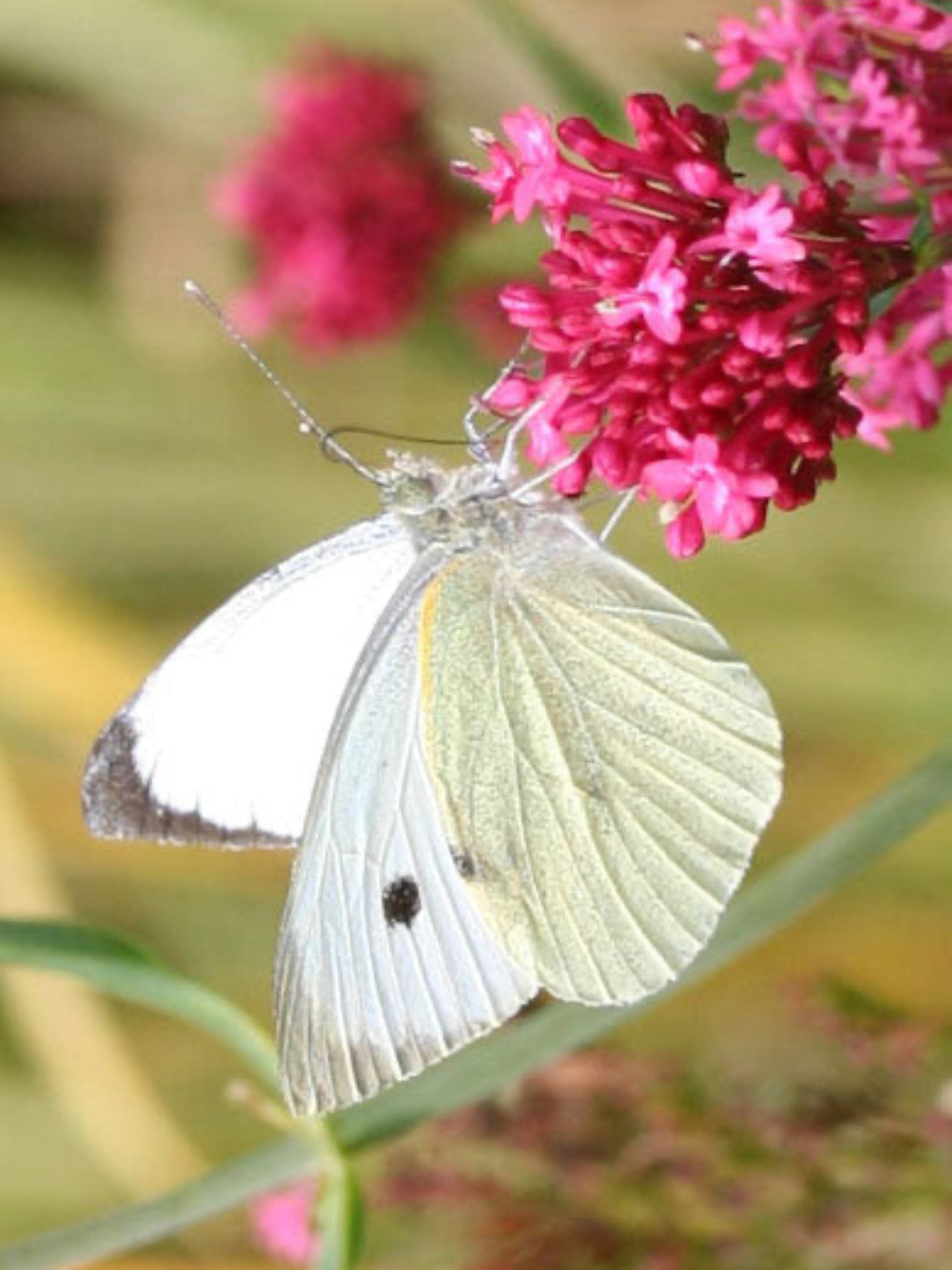 cabbage white butterfly on his nectar flowers