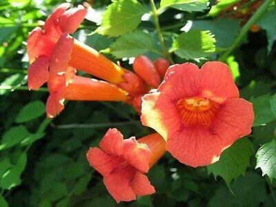 Campsis Radicans "Trumpet Vine"
