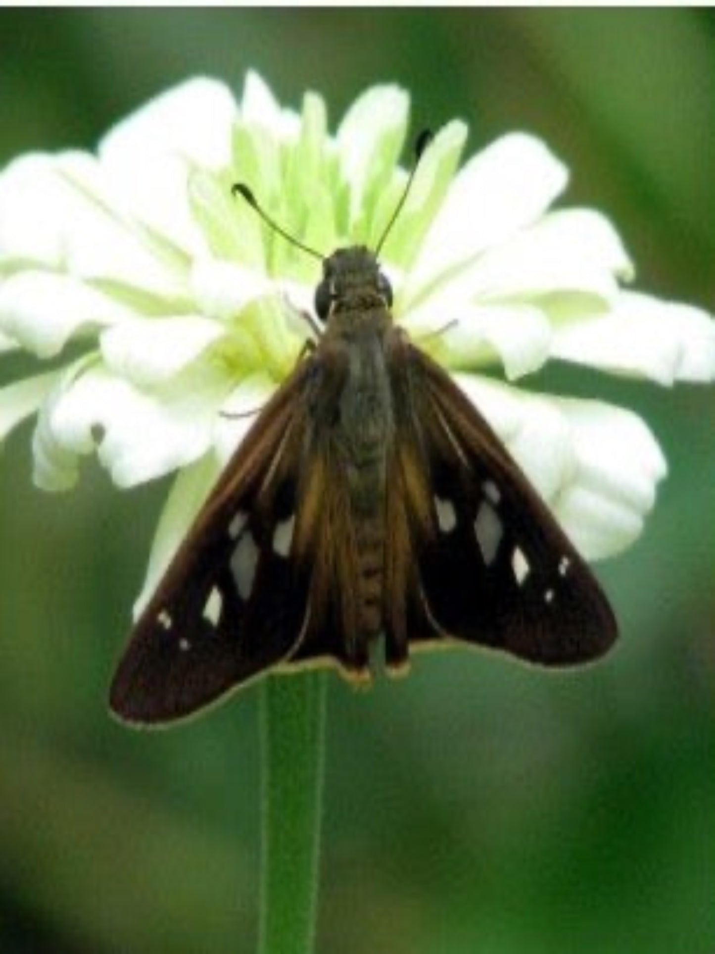 canna skipper butterfly