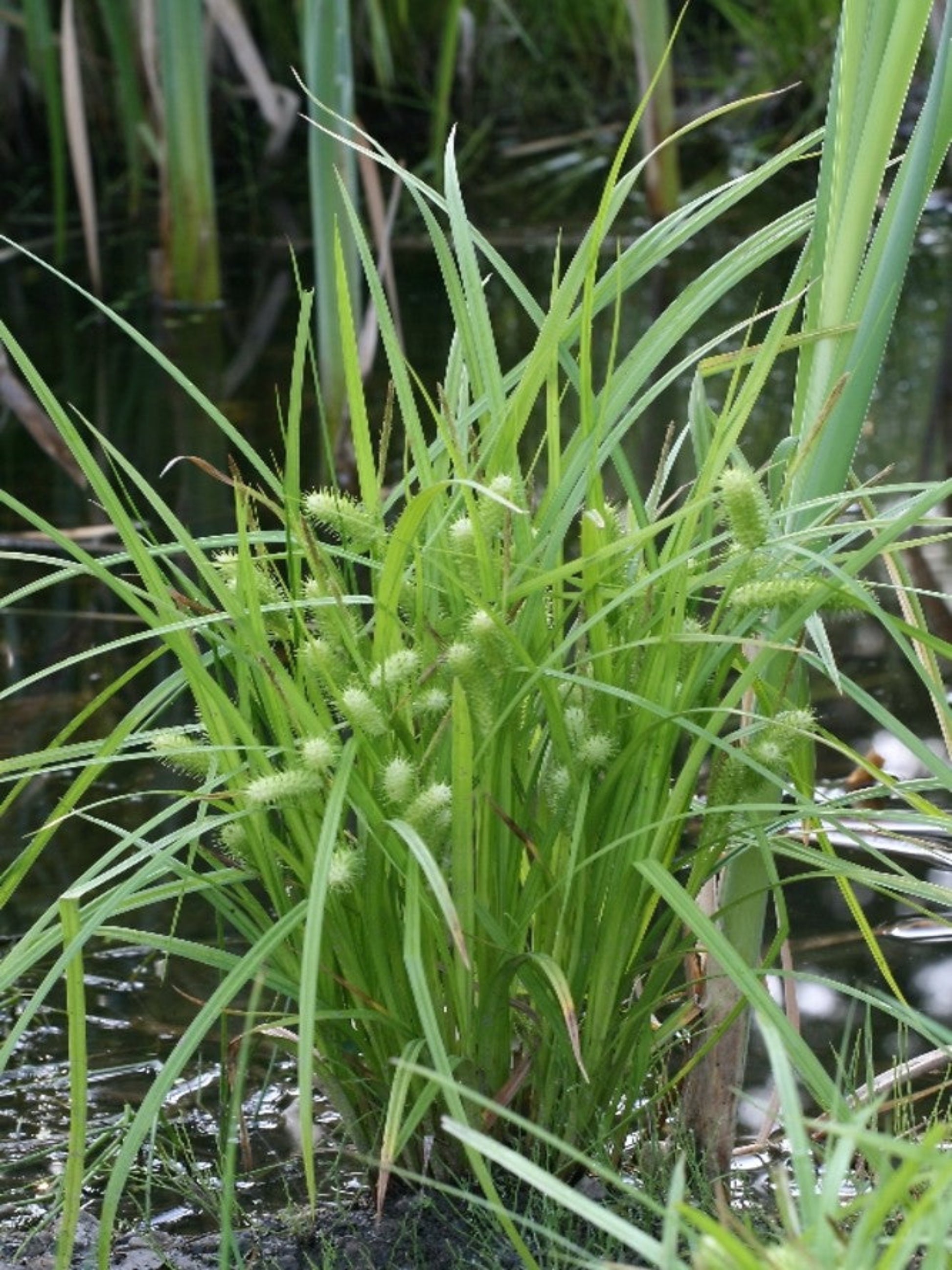 carex lurida " shallow sedge" is host plant for dun and Appalachian skipper butterfly