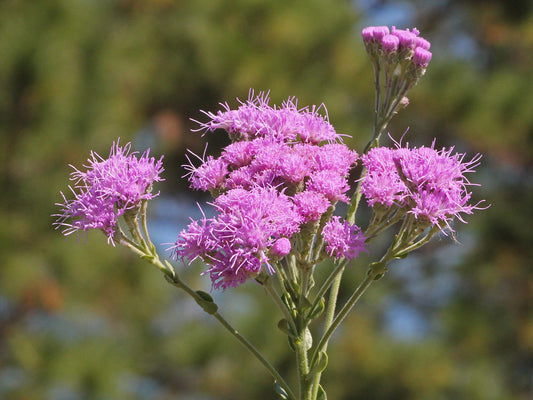 Carphephorus Corymbosus "Florida Paintbrush"
